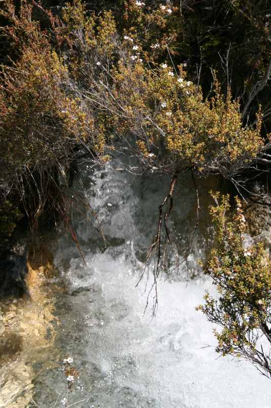 Nieuw-Zeeland 2011 - 0849